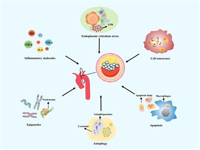 Role of endothelial cells in vascular calcification